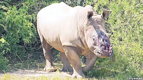 Một con tê giác bị mất sừng.
