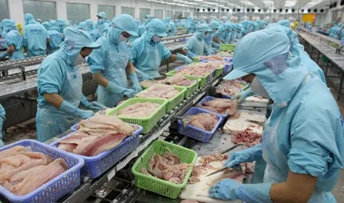 Chế biến cá tra xuất khẩu. Chế biến cá tra xuất khẩu.