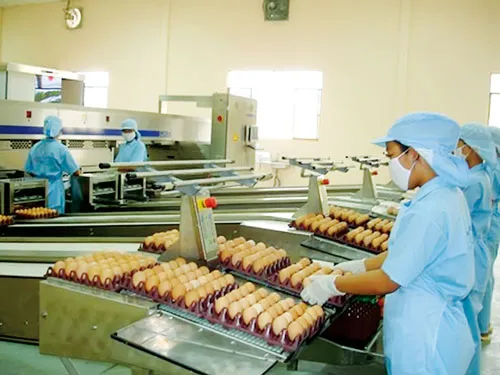 Xử lý và làm sạch trứng gia cầm tại Công ty TNHH Ba Huân.