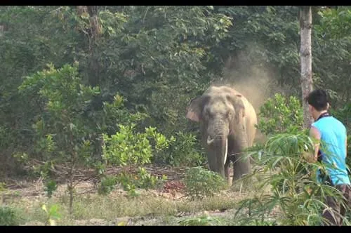 Voi xuất hiện trong rẫy nhà dân.