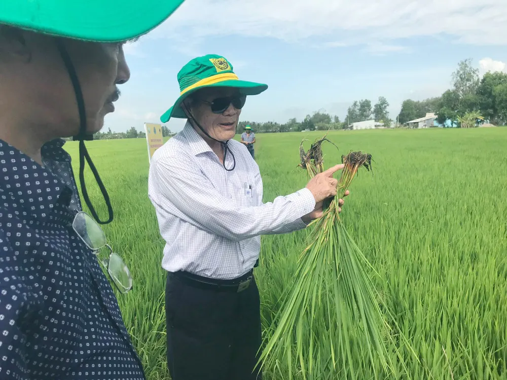 Canh tác lúa thông minh ở ĐBSCL: Nông dân Bạc Liêu, Kiên Giang và Bến Tre tự tin làm chủ vụ mùa ảnh 3