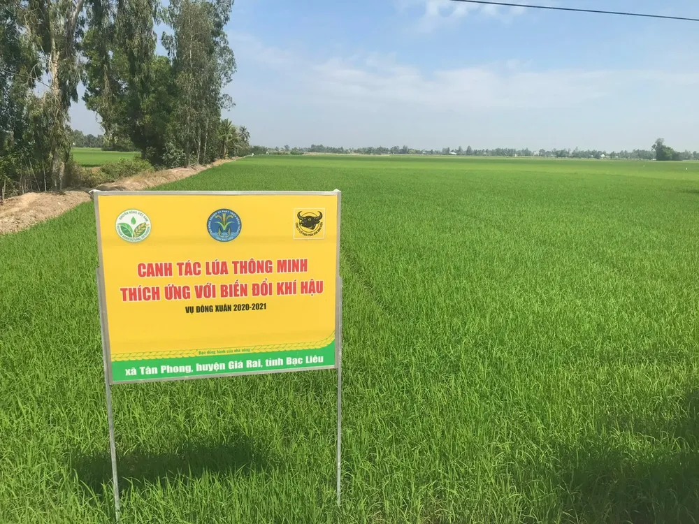 Canh tác lúa thông minh ở ĐBSCL: Nông dân Bạc Liêu, Kiên Giang và Bến Tre tự tin làm chủ vụ mùa ảnh 2