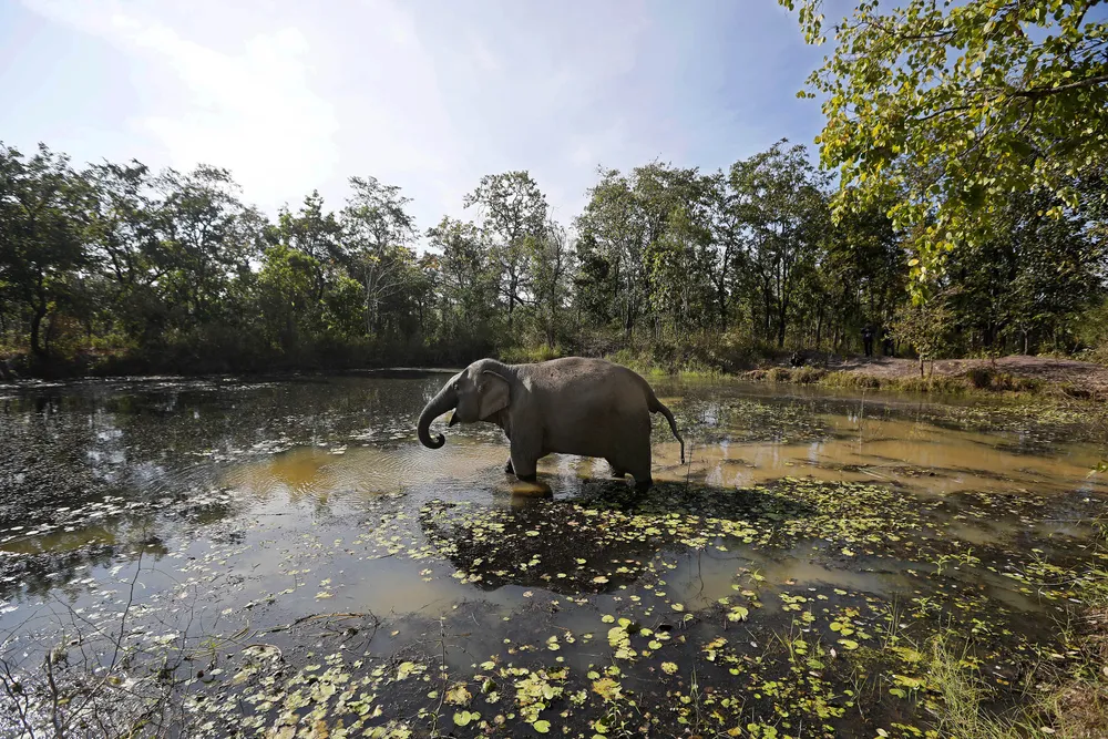 Đắk Lắk đi đầu trong mô hình du lịch thân thiện góp phần bảo tồn voi ảnh 5