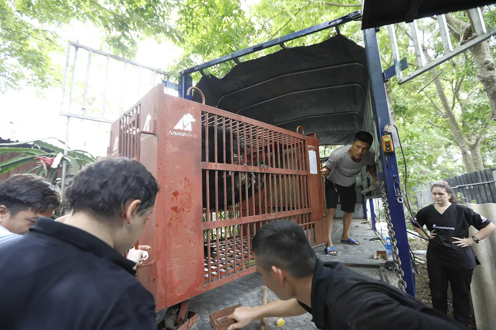 Tổ chức Động vật châu Á cứu hộ 7 cá thể gấu ngựa từ một gia đình ở Hà Nội ảnh 2