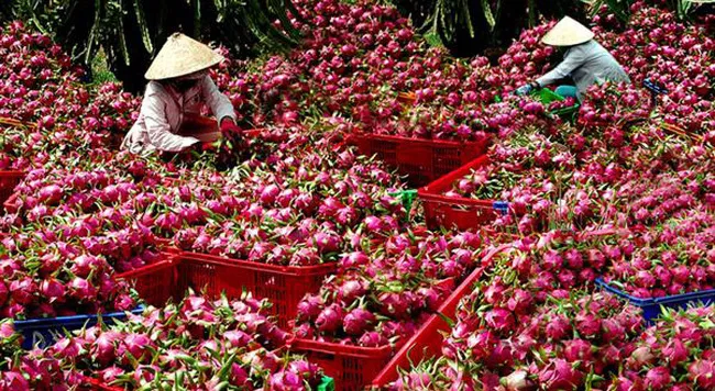 Trung Quốc tạm ngừng nhập khẩu thanh long Việt Nam trong 4 tuần