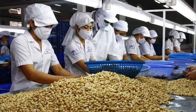 Nguy cơ mất trắng lô hàng trị giá hàng trăm triệu USD, nhiều DN chế biến, xuất khẩu kêu cứu
