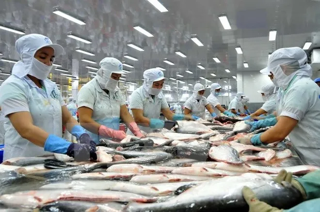 Sau nhiều tháng “đóng băng”, xuất khẩu cá tra sang EU đang dần nóng lại