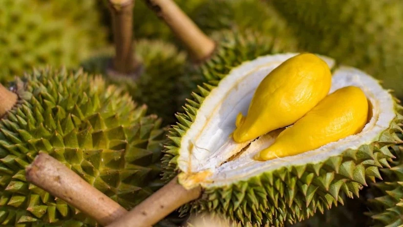 Sầu riêng được xuất khẩu chính ngạch sang Trung Quốc
