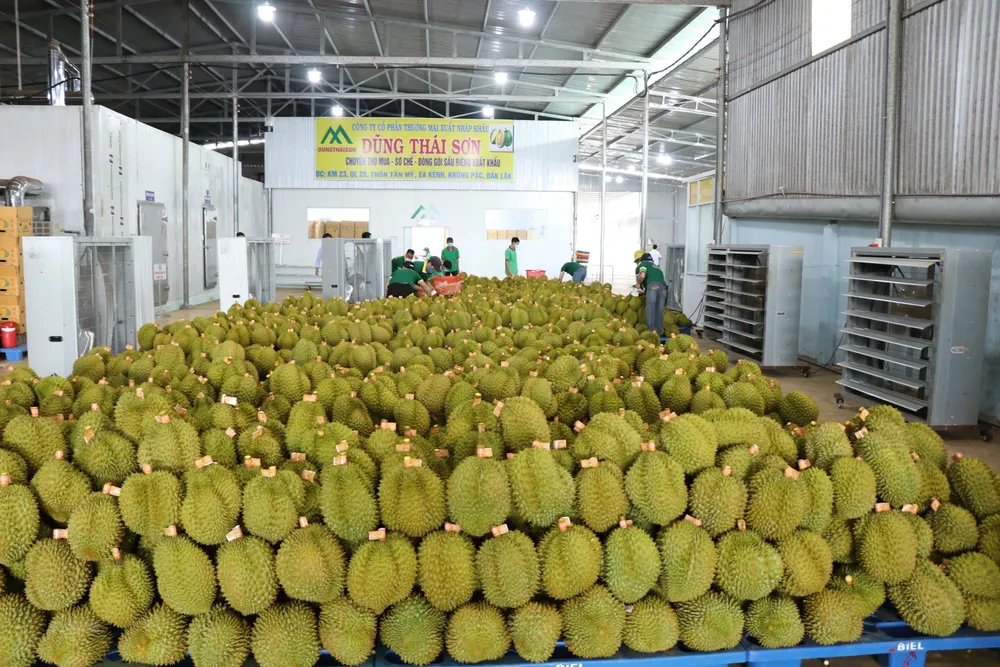Sầu riêng xuất khẩu tăng trưởng nóng, Trung Quốc cấp thêm mã vùng trồng