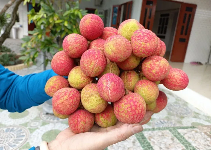 Vải Thanh Hà lên kệ siêu thị Úc với giá 600.000 đồng mỗi ký