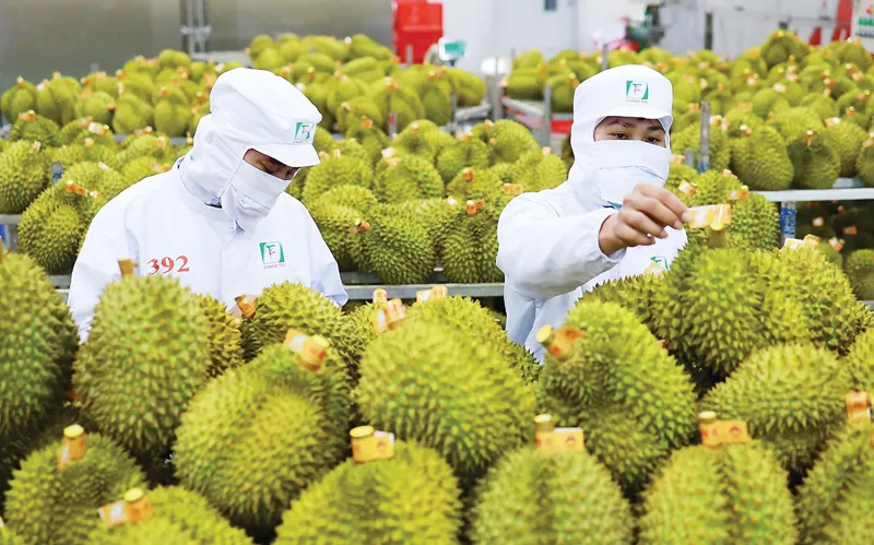 Cục Hải quan yêu cầu ưu tiên thông quan cho sầu riêng