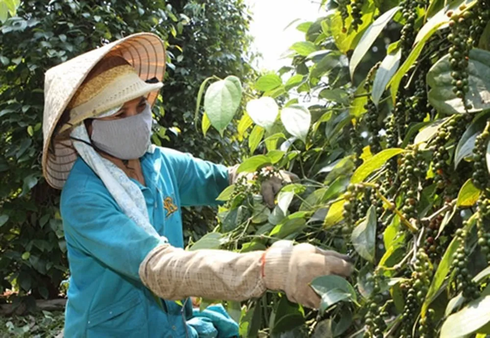 Thủ tướng chỉ đạo giải quyết ùn ứ thanh long, hồ tiêu xuất khẩu