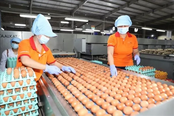 Xuất khẩu sản phẩm chăn nuôi tăng mạnh