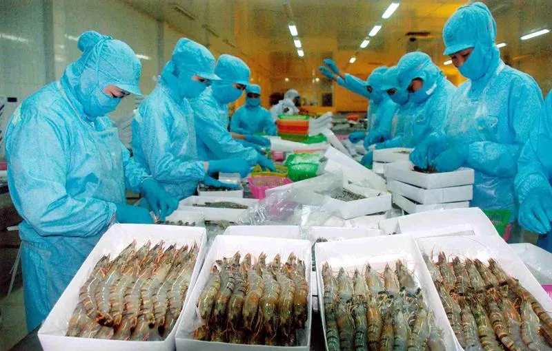 Thị trường Trung Quốc 'ăn mạnh' tôm hùm Việt