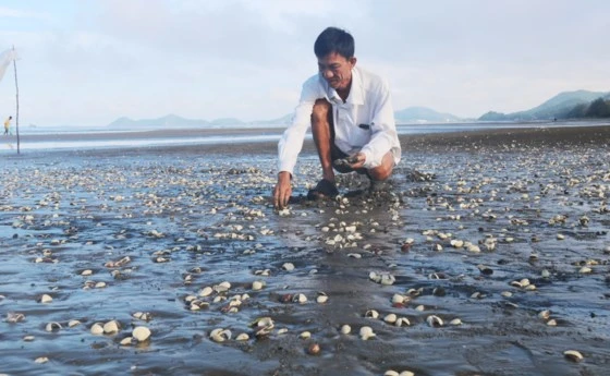 Nghêu chết trắng bãi