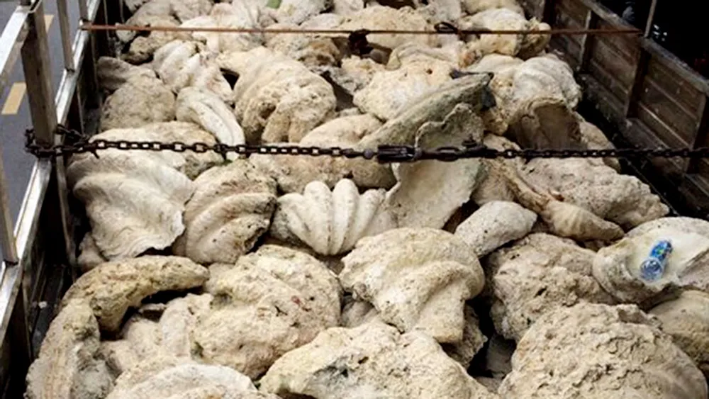 Tiền Giang chuyển giao vỏ trai tai tượng khổng lồ quý hiếm cho cơ quan chuyên môn ảnh 1