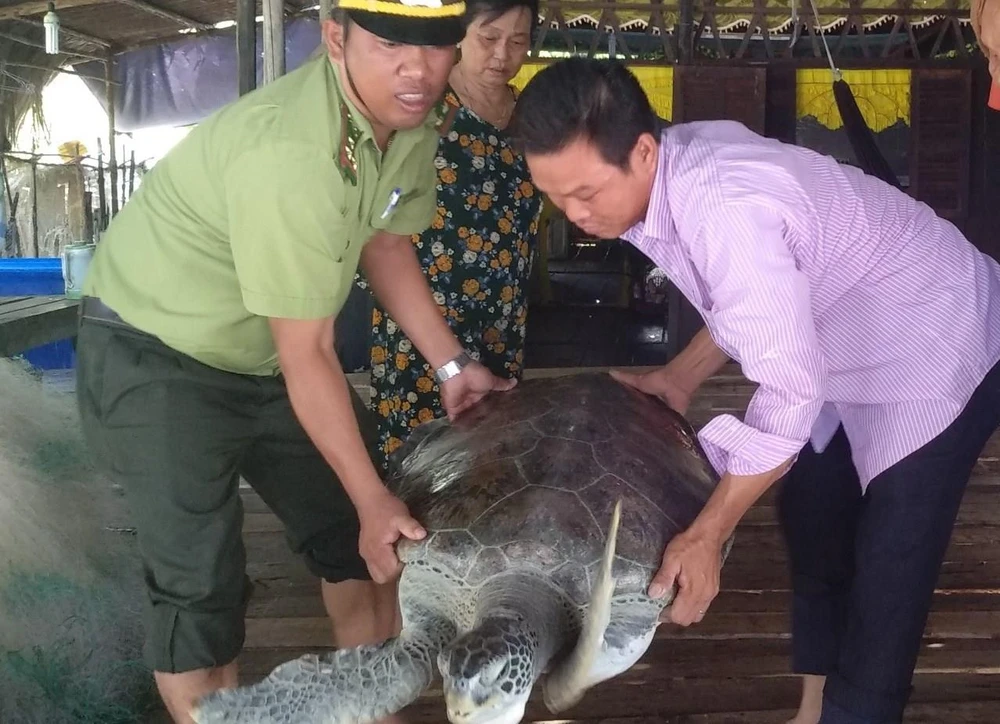 Hạt kiểm lâm huyện Ngọc Hiển tiếp nhận cá thể rùa do anh Nghĩa bàn giao để thả về môi trường tự nhiên