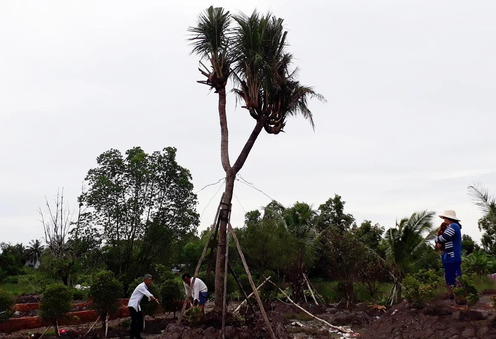 Cây dừa có 14 đọt