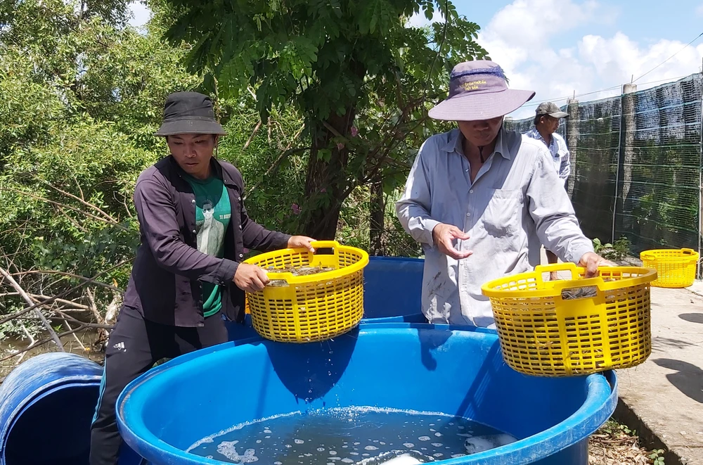 Nông dân phấn khởi khi được mùa tôm và giá cao