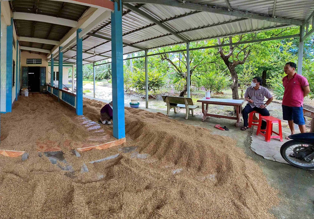 Hiện còn hàng ngàn tấn lúa tồn đọng trong dân không bán được