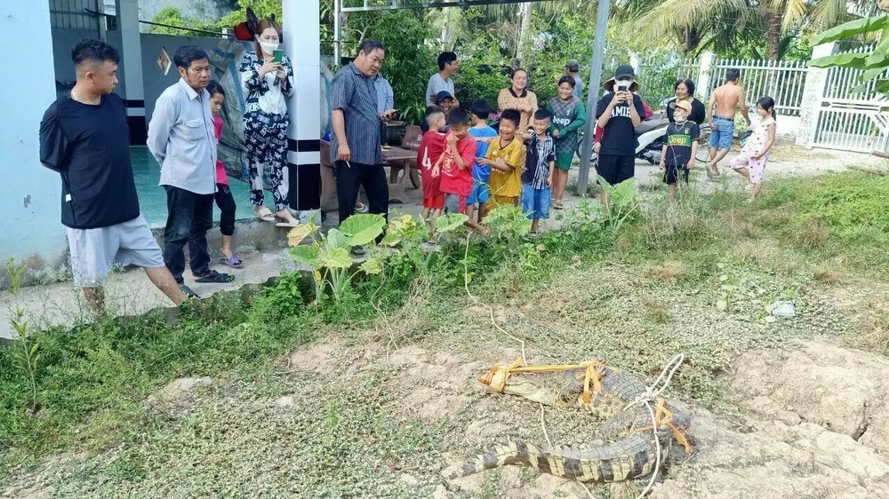 Con cá sấu đã được người dân vây bắt Con cá sấu đã được người dân vây bắt