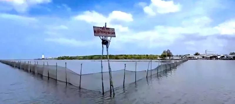 Khu vực người dân tự ý bao chiếm để nuôi sò huyết Khu vực người dân tự ý bao chiếm để nuôi sò huyết