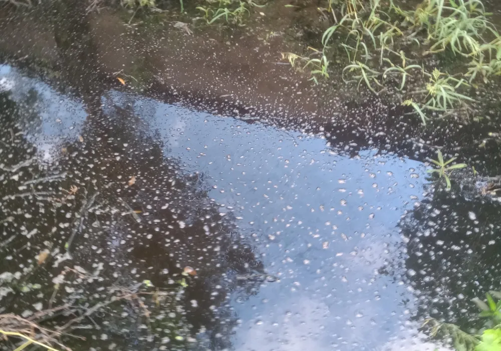 Nước thải trong Nhà máy xử lý rác thải TP Cà Mau tràn ra vuông tôm của người dân