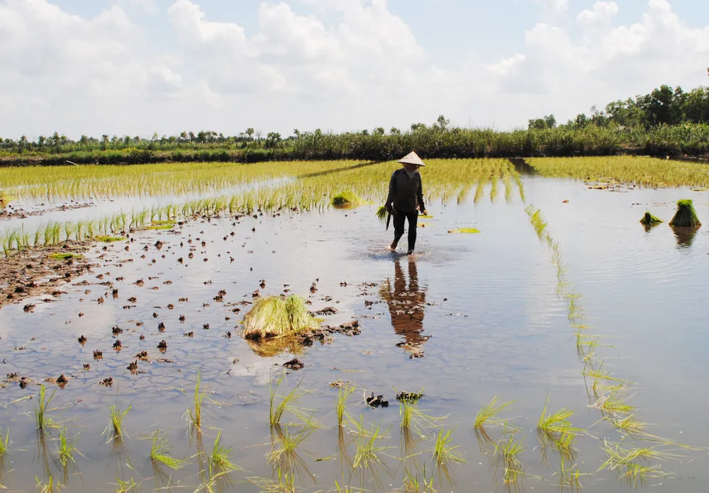 Mô hình lúa - tôm được các chuyên gia nhận định là mô hình có tính bền vững cao, thích ứng với biến đổi khí hậu Mô hình lúa - tôm được các chuyên gia nhận định là mô hình có tính bền vững cao, thích ứng với biến đổi khí hậu