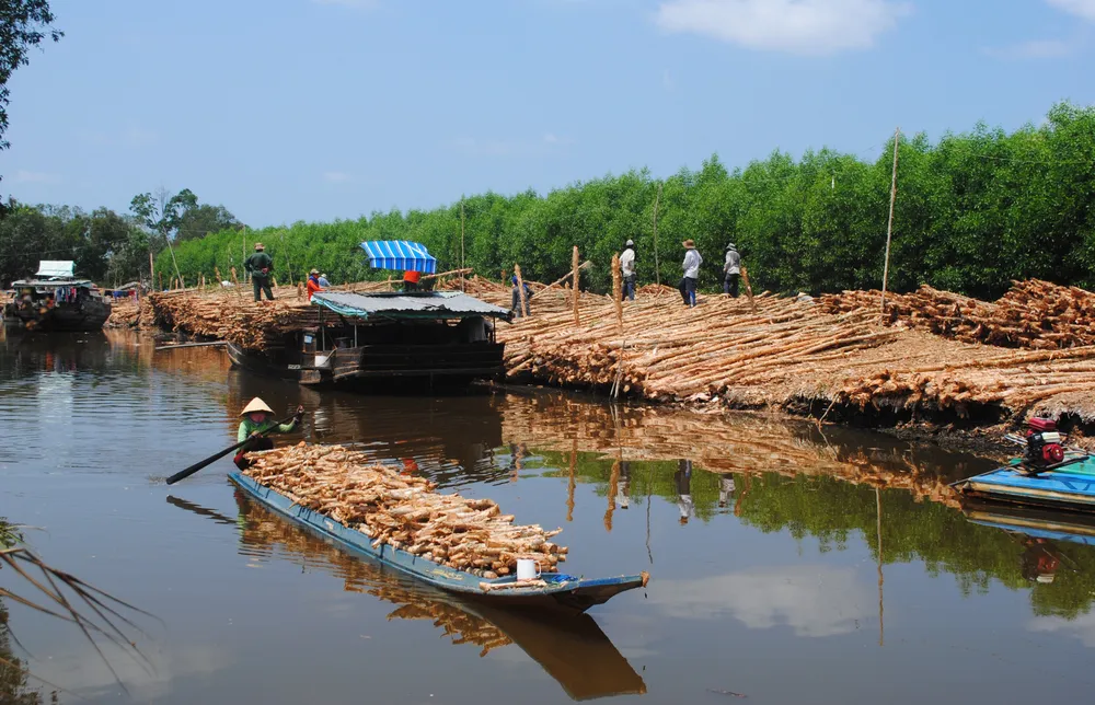 Vùng đất U Minh vốn gắn liền với cây tràm nước DSC_9983.JPG