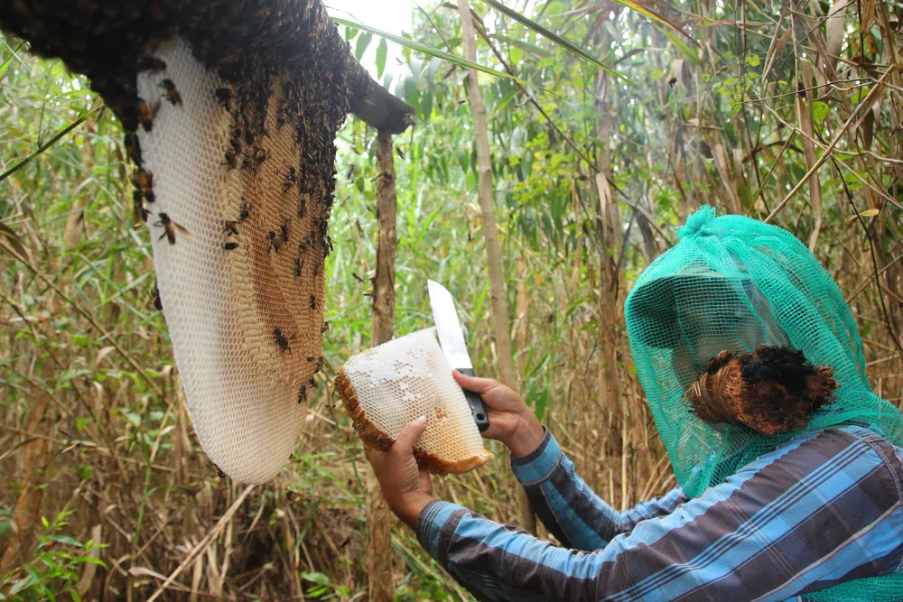 Mật ong - một trong những sản vật nổi tiếng ở vùng đất U Minh Gac keo an ong u minh 2.JPG