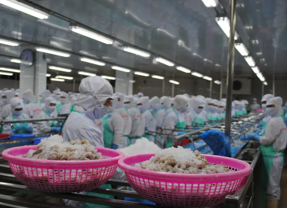Chế biến tôm xuất khẩu tại một nhà máy ở phường Lý Văn Lâm, tỉnh Cà Mau Che bien va xuat khau tom 2.jpg
