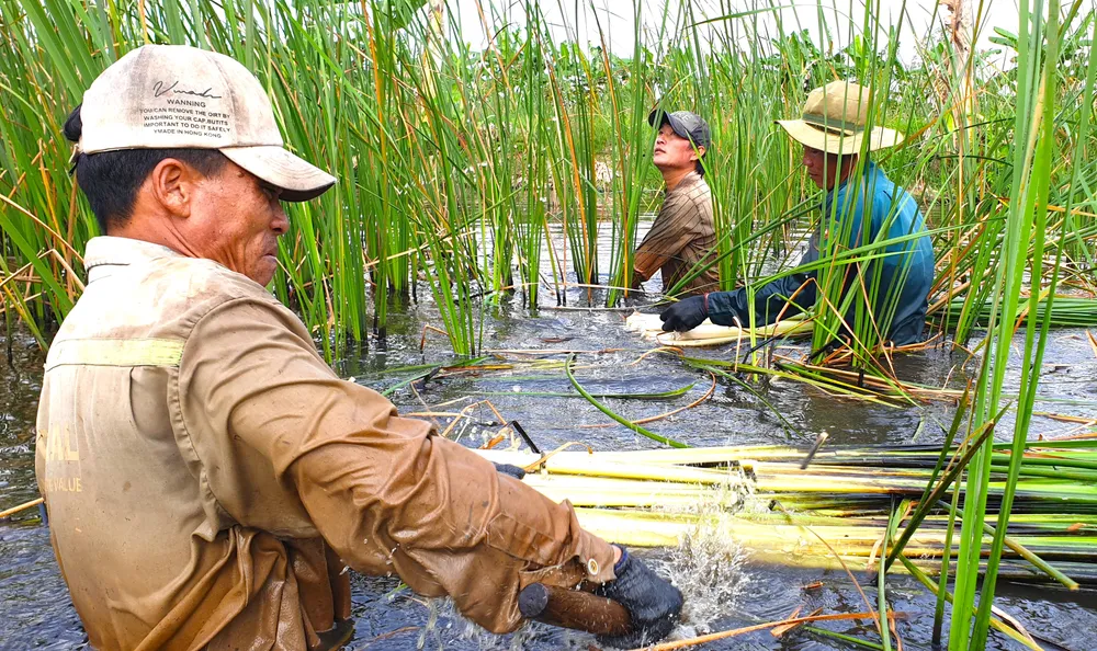 1 Bồn bồn đang giúp nhiều hộ dân ở vùng đệm đất rừng U Minh vươn lên.jpg