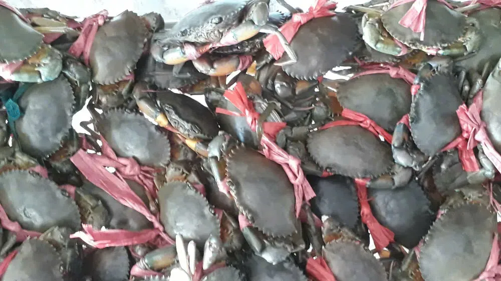 Cua biển, một trong những đặc sản của tỉnh Cà Mau 7d228331cf5d42031b4c.jpg