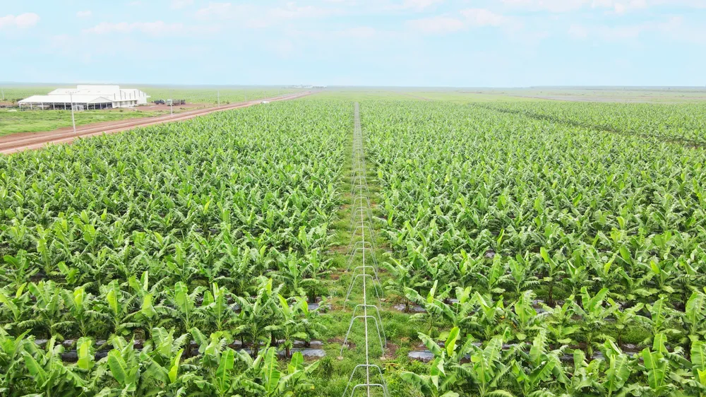 Thaco Agri cung cấp cho thị trường xuất khẩu các sản phẩm hữu cơ với sản lượng lớn và chất lượng cao Hình 1 - THACO AGRI cung cấp cho thị trường xuất khẩu các sản phẩm hữu cơ với sản lượng lớn và chất lương cao.jpg