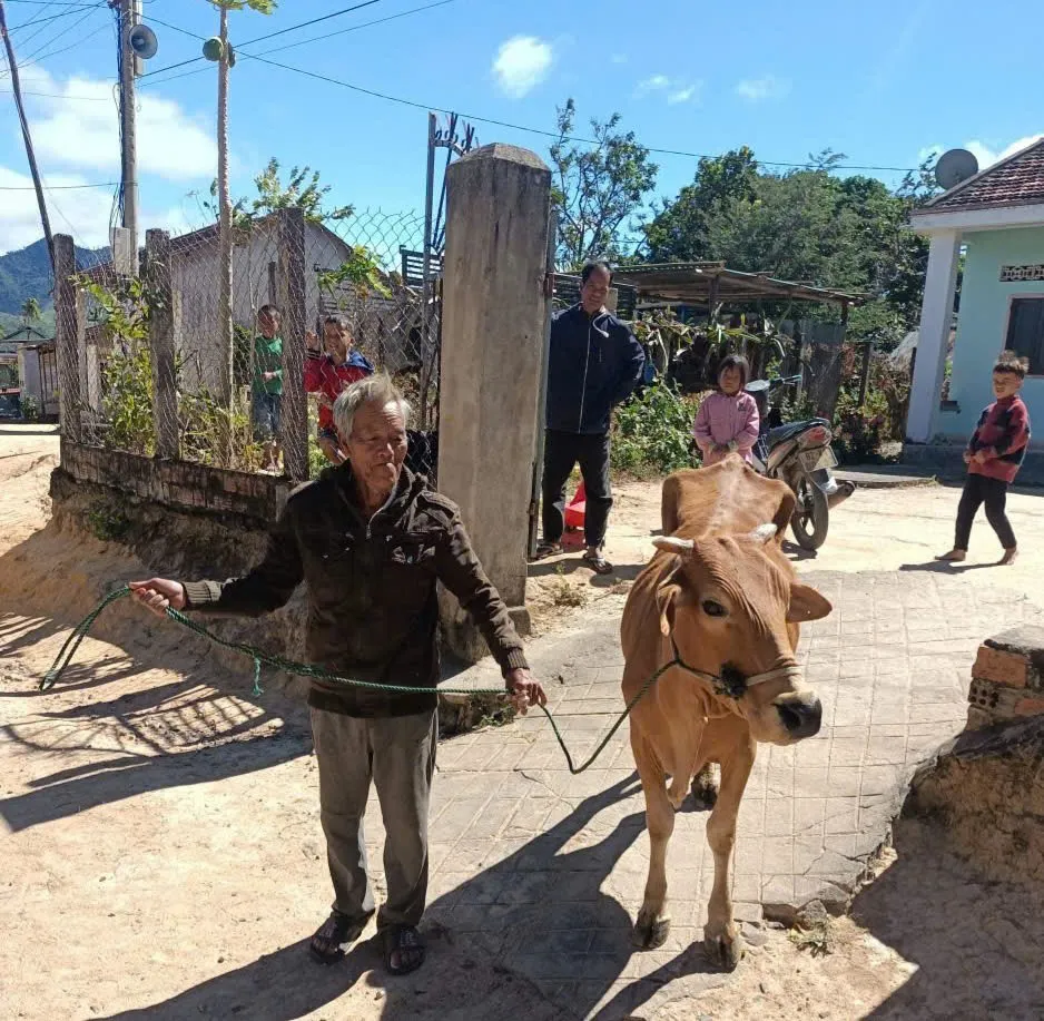 Người dân xã Kon Braih, tỉnh Quảng Ngãi được cấp bò sinh sản để nhân rộng đàn