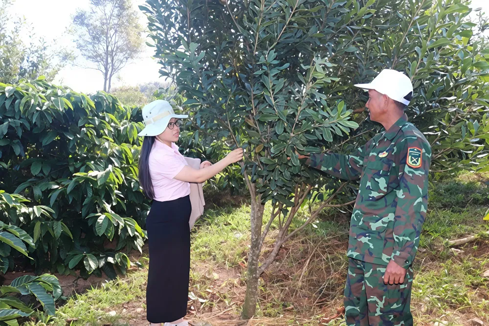 Nhờ nguồn vốn vay, anh A Hoài (thôn 8, xã Kon Braih) đã gây dựng được vườn mắc ca giá trị cao