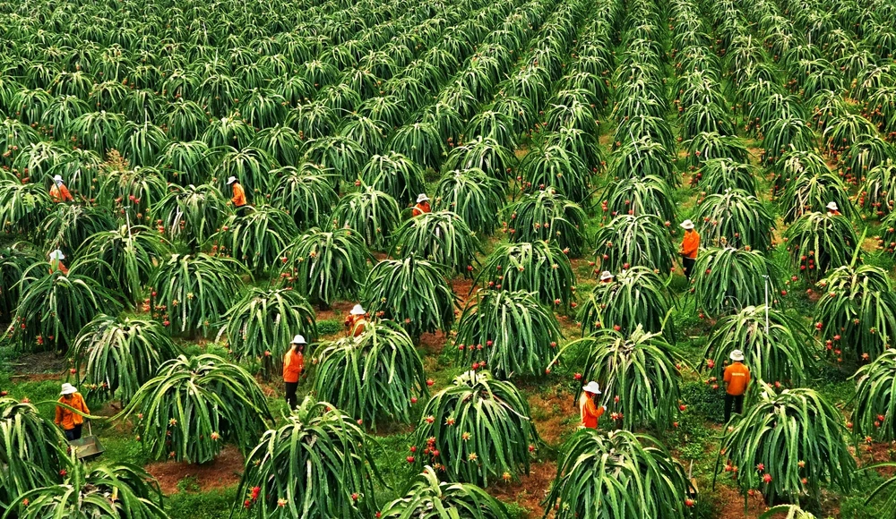 Bình Thuận đang là vùng trồng chuyên canh cây thanh long lớn nhất cả nước