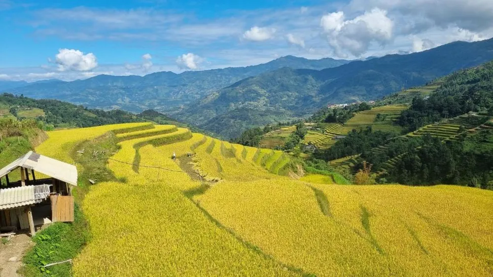 Tả Sử Choóng bát ngát thảm vàng ruộng bậc thang nhìn từ home stay Riz d”Or Retreat Tả Sử Choóng bát ngát thảm vàng ruộng bậc thang nhìn từ home stay Riz d”Or Retreat
