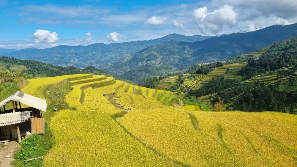 Đến Tả Sử Choóng vào mùa lúa chín, du khách sẽ thu trọn vào tầm mắt khung cảnh thiên nhiên không khí trong lành, mát dịu nơi vùng cao