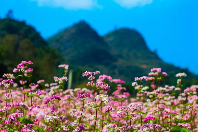 Tam giác mạch là một trong những loài hoa đặc trưng của vùng cao nguyên đá Tam giác mạch là một trong những loài hoa đặc trưng của vùng cao nguyên đá