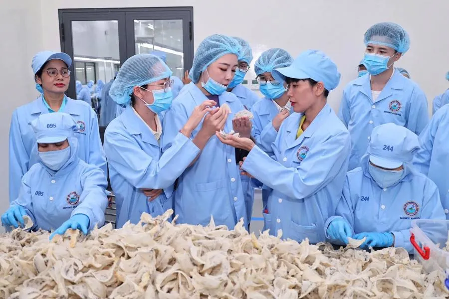 Sơ chế tổ yến tại công ty Yến Sào Khánh Hòa.jpg