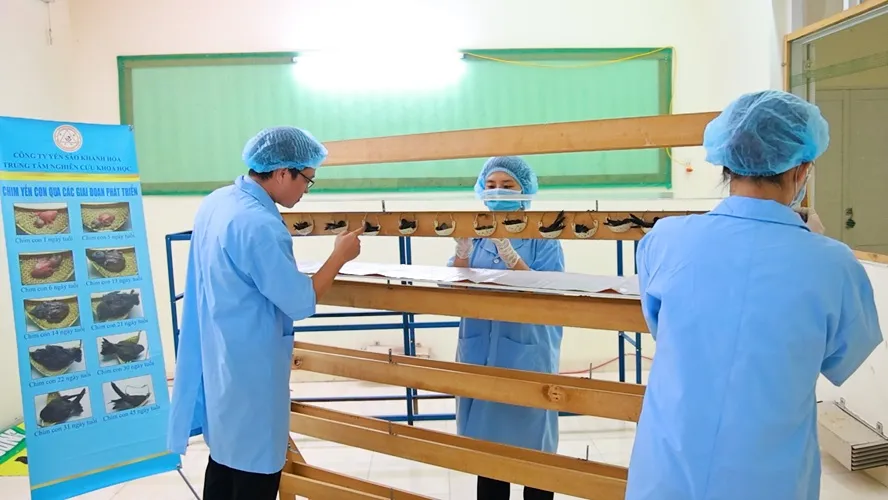Các kỹ thuật viên tại Trung tâm Nghiên cứu khoa học như những “bảo mẫu” tận tụy của chim yến, chăm sóc một cách nhẫn nại H6.jpg
