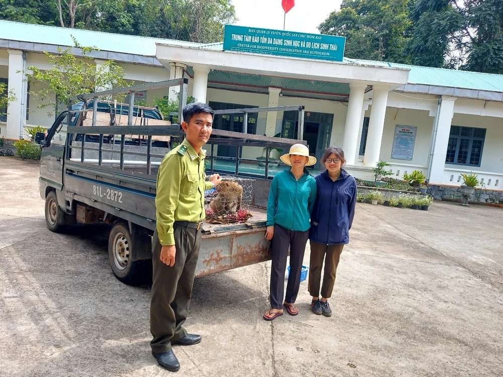 Trung tâm Bảo tồn đa dạng sinh học và Du lịch sinh thái (thuộc Vườn Quốc gia Chư Mom Ray) tiếp nhận chăm sóc cá thể khỉ đuôi lợn trước khi thả về tự nhiên