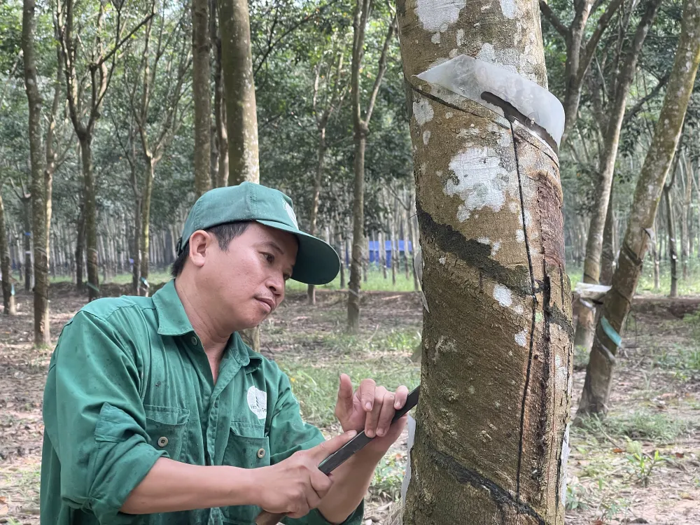 Anh Đỗ Văn Tiến, công nhân của Công ty cổ phần Cao su Phước Hòa (Bình Dương) đang cạo mủ Anh Đỗ Văn Tiến, công nhân của Công ty cổ phần Cao su Phước Hòa (Bình Dương) đang cạo mủ