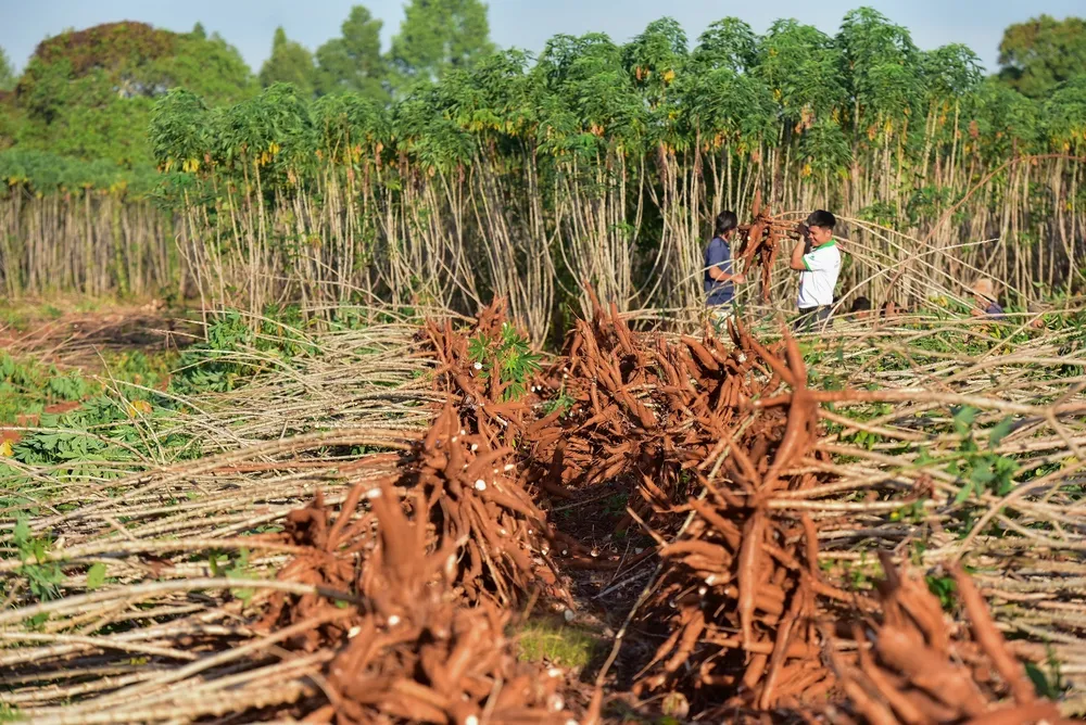 Thu hoạch khoai mì thuộc dự án Khoai mì bền vững do Ajinomoto Việt Nam triển khai Picture2.jpg