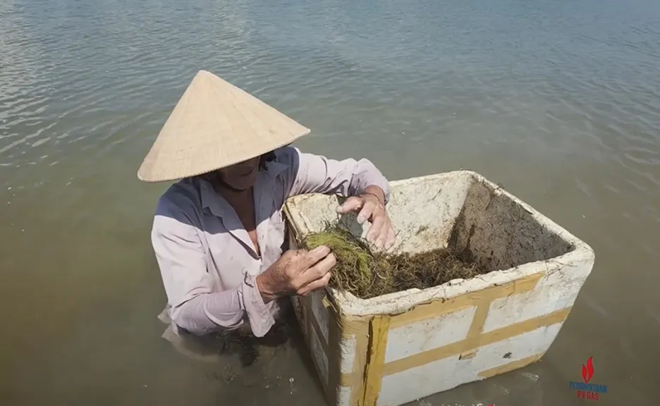 Thu hoạch rau câu - nguồn lợi kinh tế cho người dân Picture2.jpg