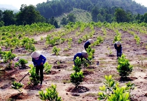 Thu hút mọi nguồn lực để trồng thành công một tỷ cây xanh