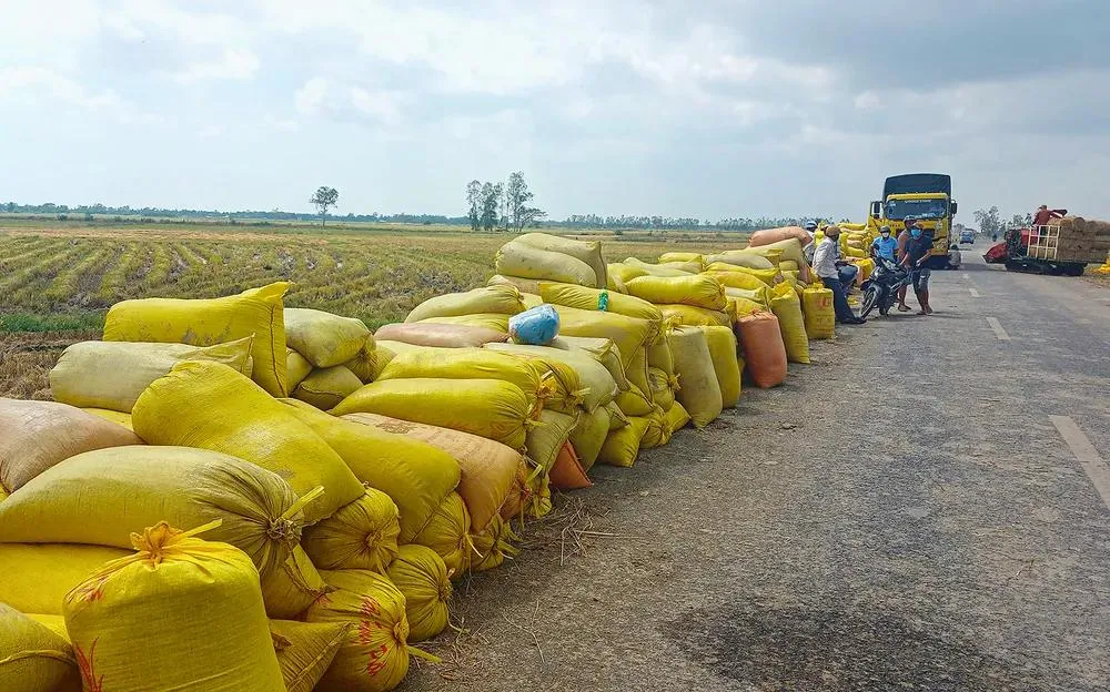 Thủ tướng chỉ đạo ổn định giá lúa, hỗ trợ nông dân
