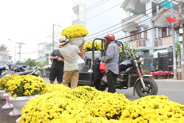 Người dân TPHCM tất bật lựa hoa kiểng đón Tết ảnh 1 Người dân TPHCM tất bật lựa hoa kiểng đón Tết ảnh 1