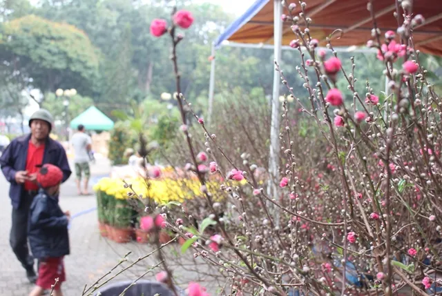 Người dân TPHCM tất bật lựa hoa kiểng đón Tết ảnh 5 Người dân TPHCM tất bật lựa hoa kiểng đón Tết ảnh 5